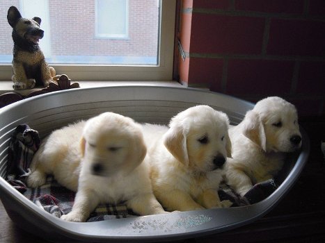 Mooie Golden Retriever pups . - 1