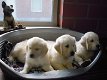 Mooie Golden Retriever pups . - 1 - Thumbnail