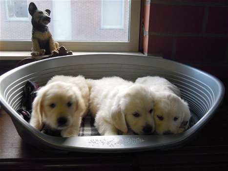 Mooie Golden Retriever pups . - 2