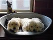 Mooie Golden Retriever pups . - 2 - Thumbnail