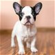 Franse bulldog-puppy's beschikbaar - 0 - Thumbnail