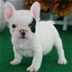 Franse bulldog-puppy's beschikbaar - 1 - Thumbnail