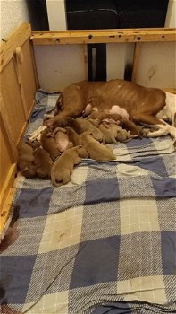 Pitbull pups - 1