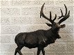 Prachtig beeld van een staand damhert -hert -jacht - 2 - Thumbnail