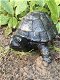 Schildpad bronslook, massief gietijzer, -schildpad-tuin - 4 - Thumbnail