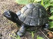 Schildpad bronslook, massief gietijzer, -schildpad-tuin - 5 - Thumbnail