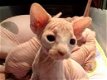 Mooie Sphynx-kittens - 0 - Thumbnail