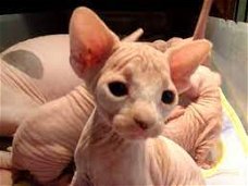 Mooie Sphynx-kittens