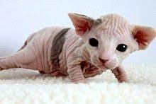 Mooie Sphynx-kittens voor adoptie - 0