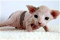 Mooie Sphynx-kittens voor adoptie - 0 - Thumbnail