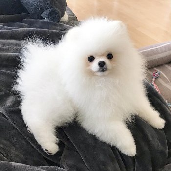 Pomeranian puppies for sale - 0