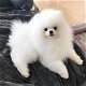 Pomeranian puppies for sale - 0 - Thumbnail