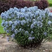 Te Koop : Amsonia planten - 1