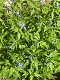 Te Koop : Amsonia planten - 2 - Thumbnail