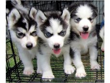 Siberische husky pups / helderblauwe ogen