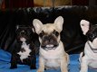 Twee Franse Blaue Bulldog Pups - 0 - Thumbnail