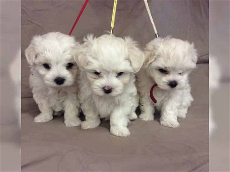 mini maltezer pups - 0