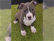 Supermooie pitbull terrier pups! - 0 - Thumbnail