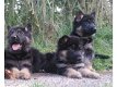 Kwaliteit Duitse herder pups - 0 - Thumbnail