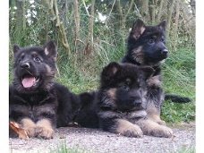Kwaliteit Duitse herder pups
