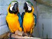 Mannelijke en vrouwelijke blauwe en gouden ara-papegaaien - 0 - Thumbnail
