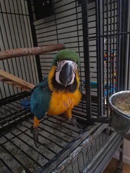 Mannelijke en vrouwelijke blauwe en gouden ara-papegaaien - 1
