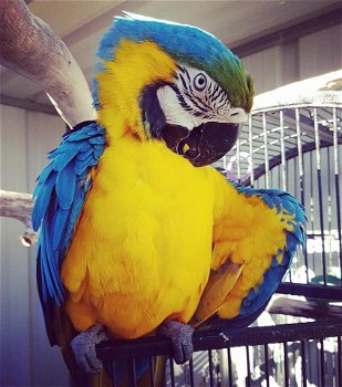 Mannelijke en vrouwelijke blauwe en gouden ara-papegaaien - 2