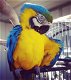 Mannelijke en vrouwelijke blauwe en gouden ara-papegaaien - 2 - Thumbnail