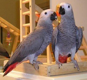 Een paar pratende Afrikaanse grijze papegaaien - 0