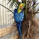 Blauwe papegaai, gietijzer -papegaai -tuin deco-vogel - 2 - Thumbnail