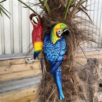 Blauwe papegaai, gietijzer -papegaai -tuin deco-vogel - 4