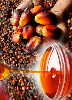 palmolie voor koken, biodiesel en ander gebruik - 0