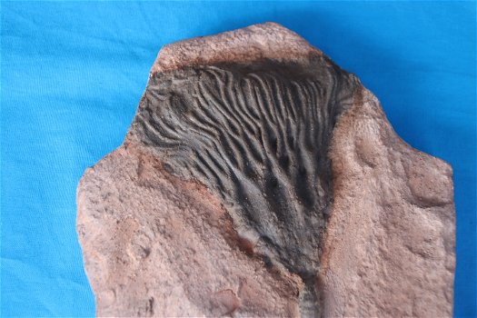 Crinoidea (zeeleliekelk). - 4