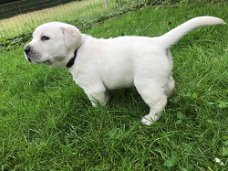 labrador pups te koop