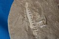 Tand van Mosasaurus + kaak van Enchodus met 12 tanden + wervel. - 2 - Thumbnail