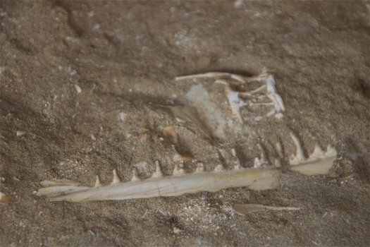 Tand van Mosasaurus + kaak van Enchodus met 12 tanden + wervel. - 3