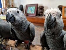 grijze papegaai beschikbaar