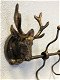 Kapstokrek metaal-brons look met 2 herten-hert - 1 - Thumbnail