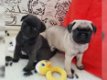 franse bulldog puppies poor adoptie - 0 - Thumbnail