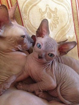 Magnifique Sphynx !!kitten beschikbaar, - 0