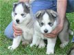 Twee Mooie Siberische Husky pups - 0 - Thumbnail