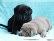 mooie labrador retriever pups - 0 - Thumbnail