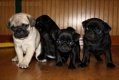 Supermooie mops pups!! - 0 - Thumbnail