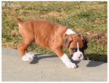 boxer pups beschikbaar met garantie ! - 0