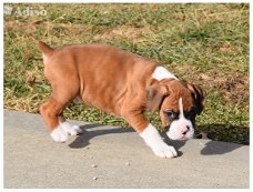 boxer pups beschikbaar met garantie !