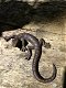 Salamander - mooie hagedis, decoratie, Gecko, kado - 1 - Thumbnail