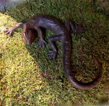 Salamander - mooie hagedis, decoratie, Gecko, kado - 2