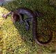 Salamander - mooie hagedis, decoratie, Gecko, kado - 2 - Thumbnail