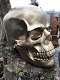 Skull-schedel, uit Polystein, gold-schedel -deco - - 1 - Thumbnail