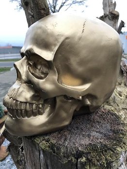 Skull-schedel, uit Polystein, gold-schedel -deco - - 3